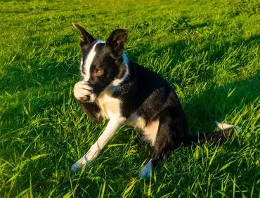 Why Dog Waste Odor Gets Worse in Summer Heat