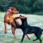 Two dogs playing in a clean grassy yard after pet waste removal service