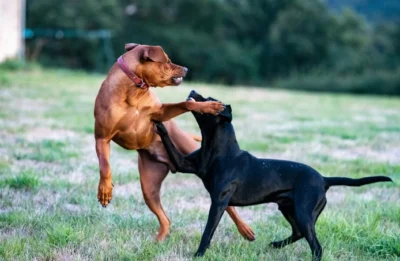 Why Dog Waste Is More Dangerous Than You Think (And What Cameron Park Homeowners Can Do About It)