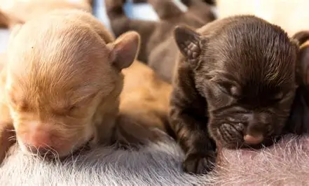 New Puppy Owner’s Guide to Cameron Park