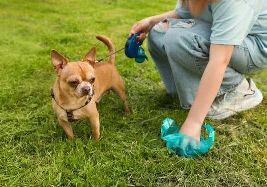 Why Dog Waste Is More Dangerous Than You Think (And What Cameron Park Homeowners Can Do About It)